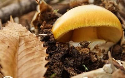 Turismo Rural en Otoño